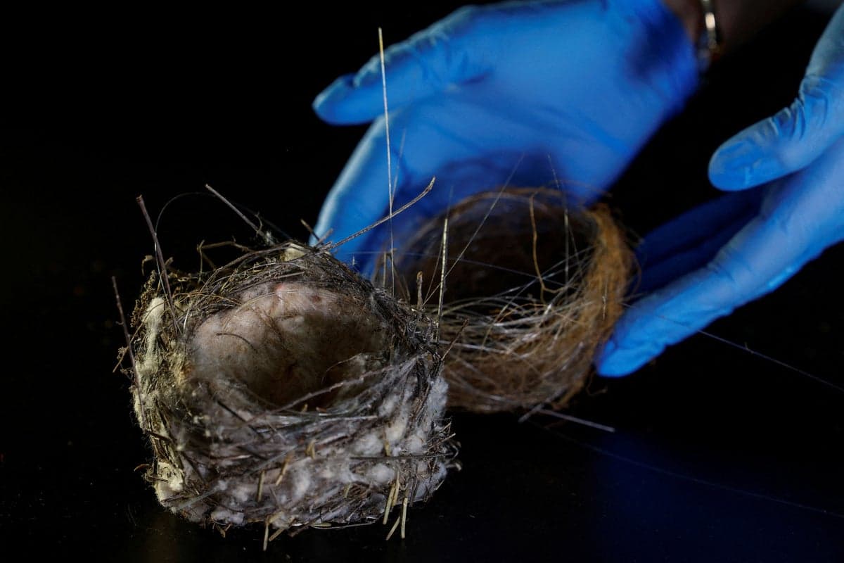 Putin’s war is changing everything about Ukraine. Even the birds 