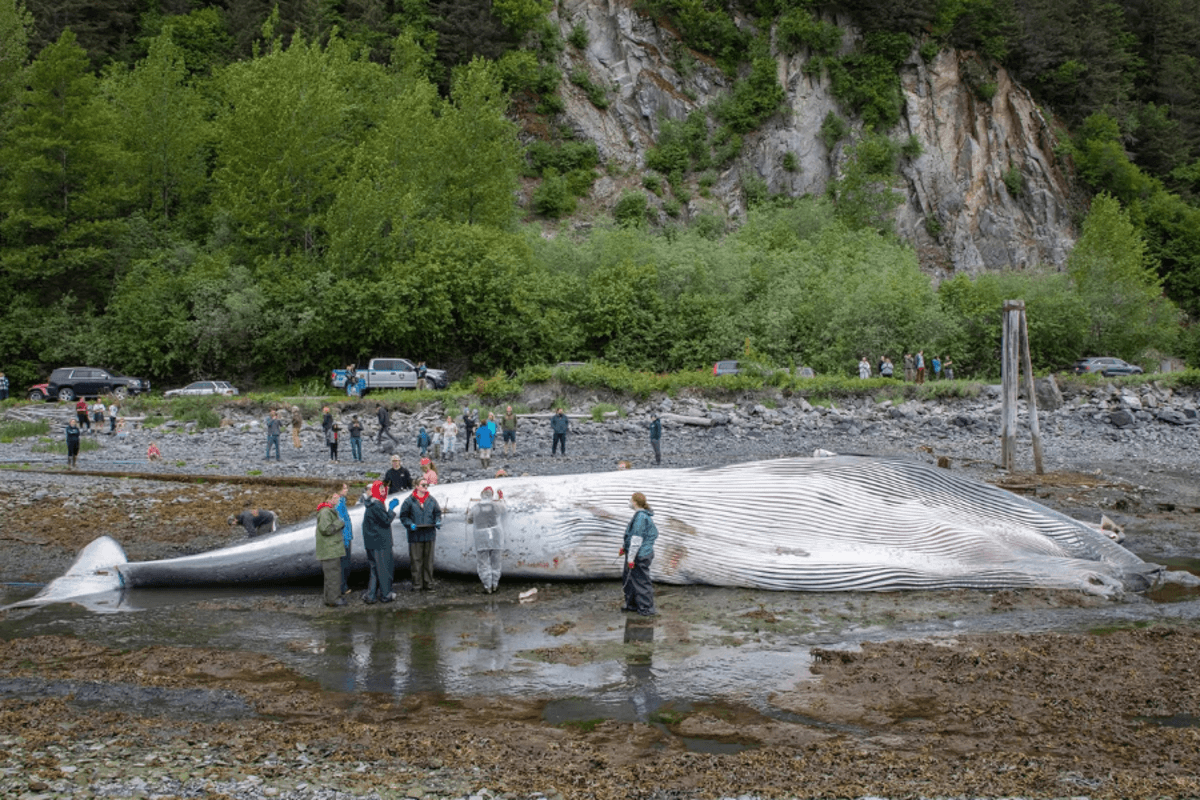 Cruise ships urged to slow down after dead pregnant whale was found on bow of Royal Caribbean vessel 