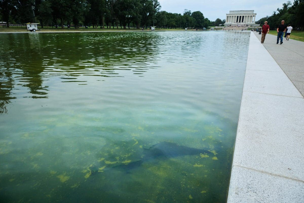 Trump threatens to sue ABC News over Reflecting Pool renovations coverage: ‘I like their money’