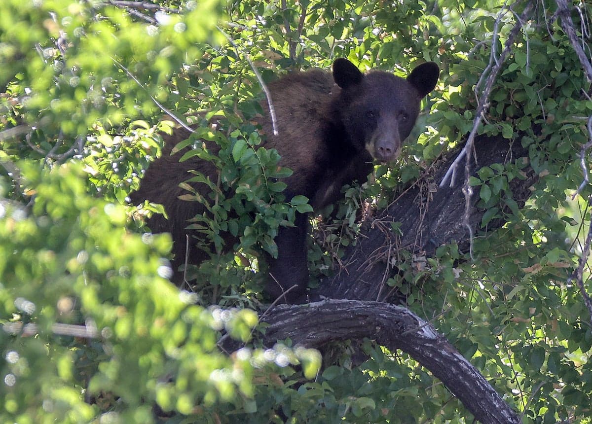 Hunter dies after bear shot out of tree lands on him