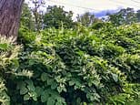 My neighbour let Japanese knotweed spread into my garden: DEAN DUNHAM KC replies