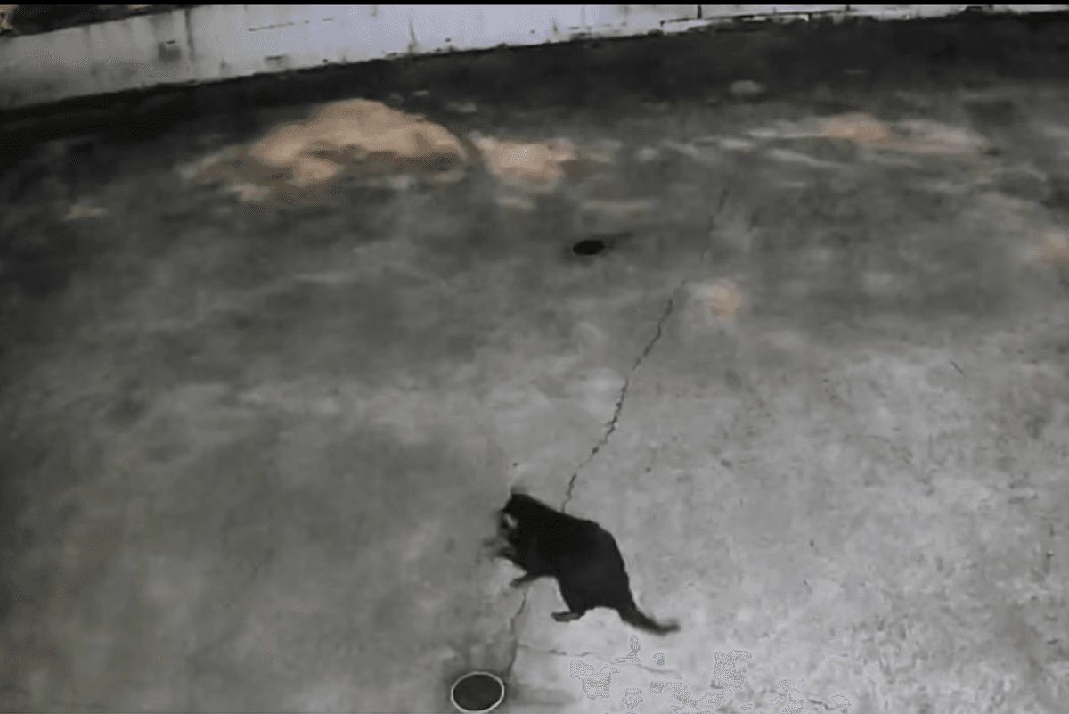 ‘Extremely shy’ Tasmanian devil finally recaptured after two weeks on the run from zoo
