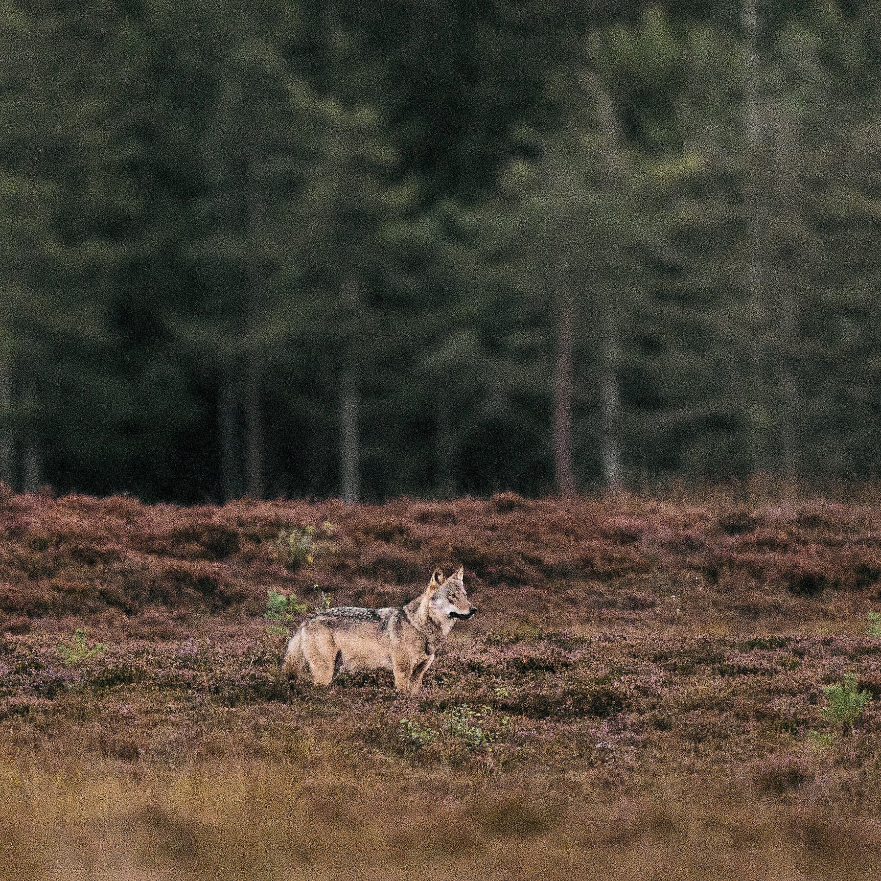 When a Rare Wolf Got Too Close, Denmark Faced a Conservation Dilemma