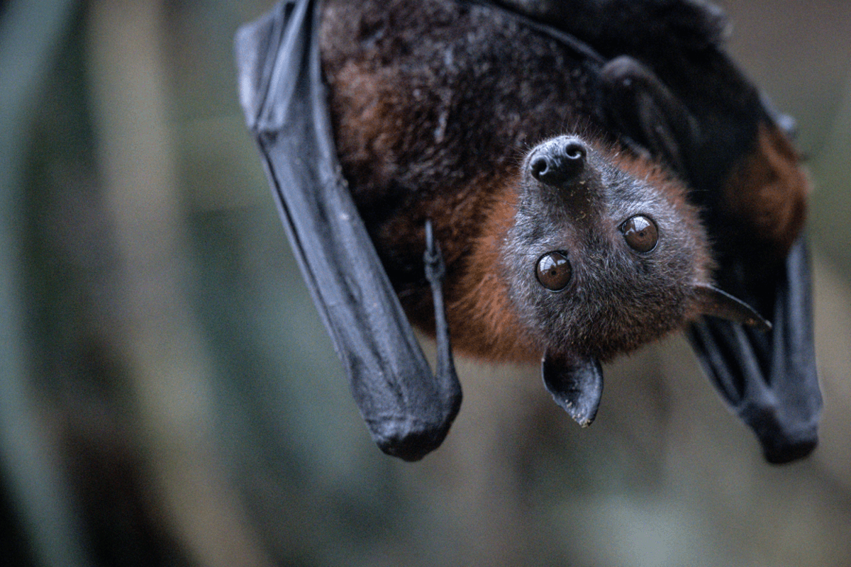 Pilot woke up in downtown Denver hotel to find bat in his room and bite on his foot, lawsuit claims