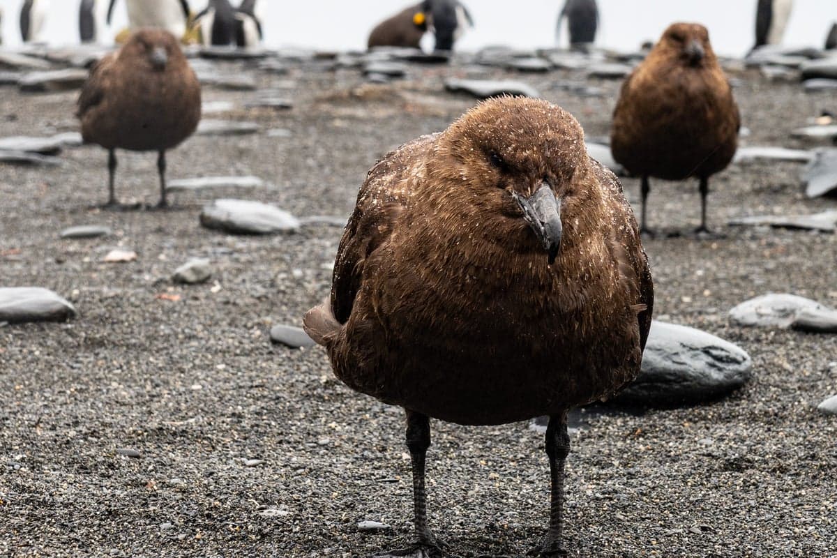 Deadly bird flu strain reaches last continent without it as Australia reports first suspected case