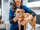 Half of pet owners have a savings account for their furry friend with £1,000 stashed away