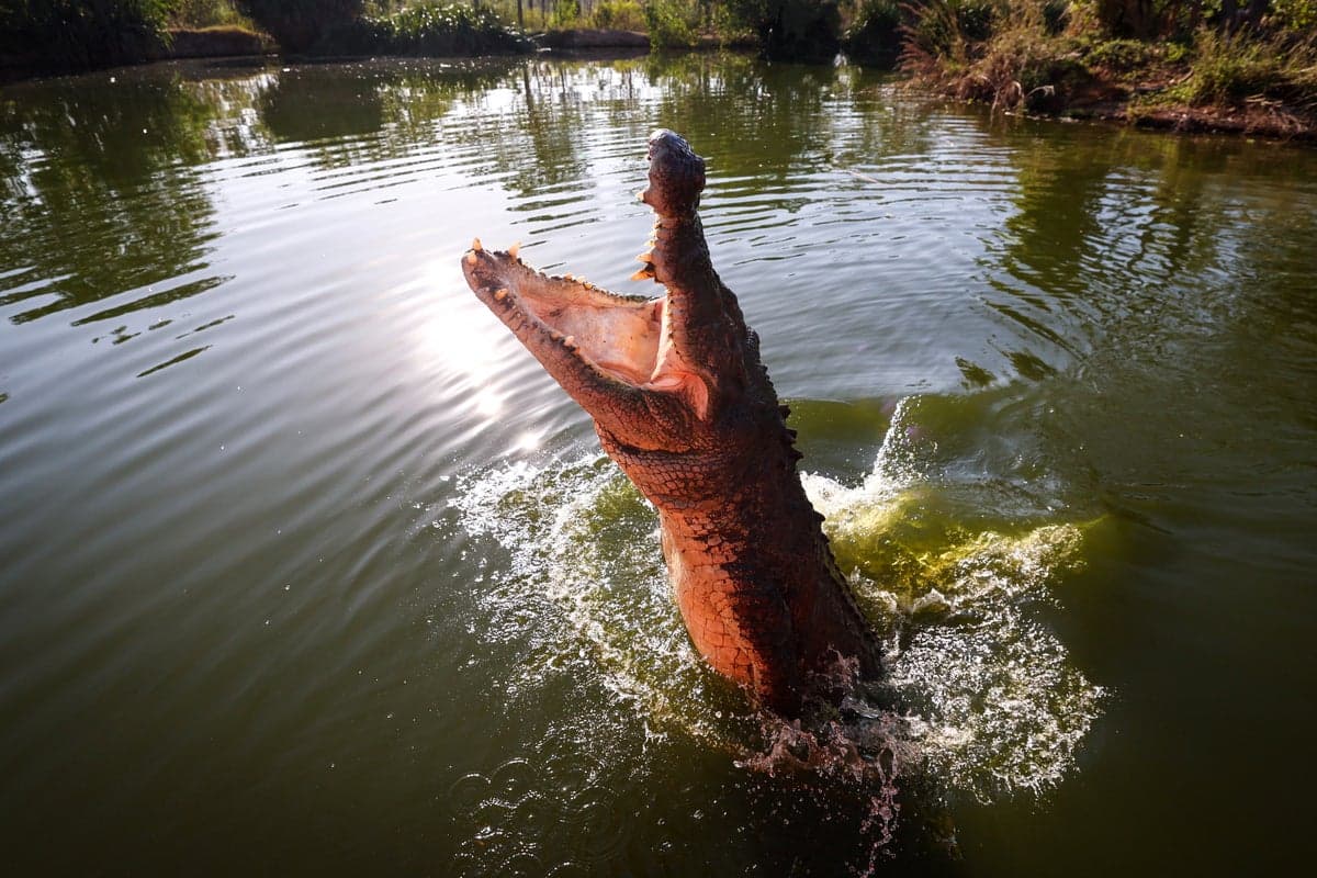 Australian town on high alert after rare saltwater crocodile attack kills dog 660km inland