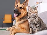 Seven in ten landlords still say no to pets despite new rules - here's where it's hardest to find a pet-friendly home