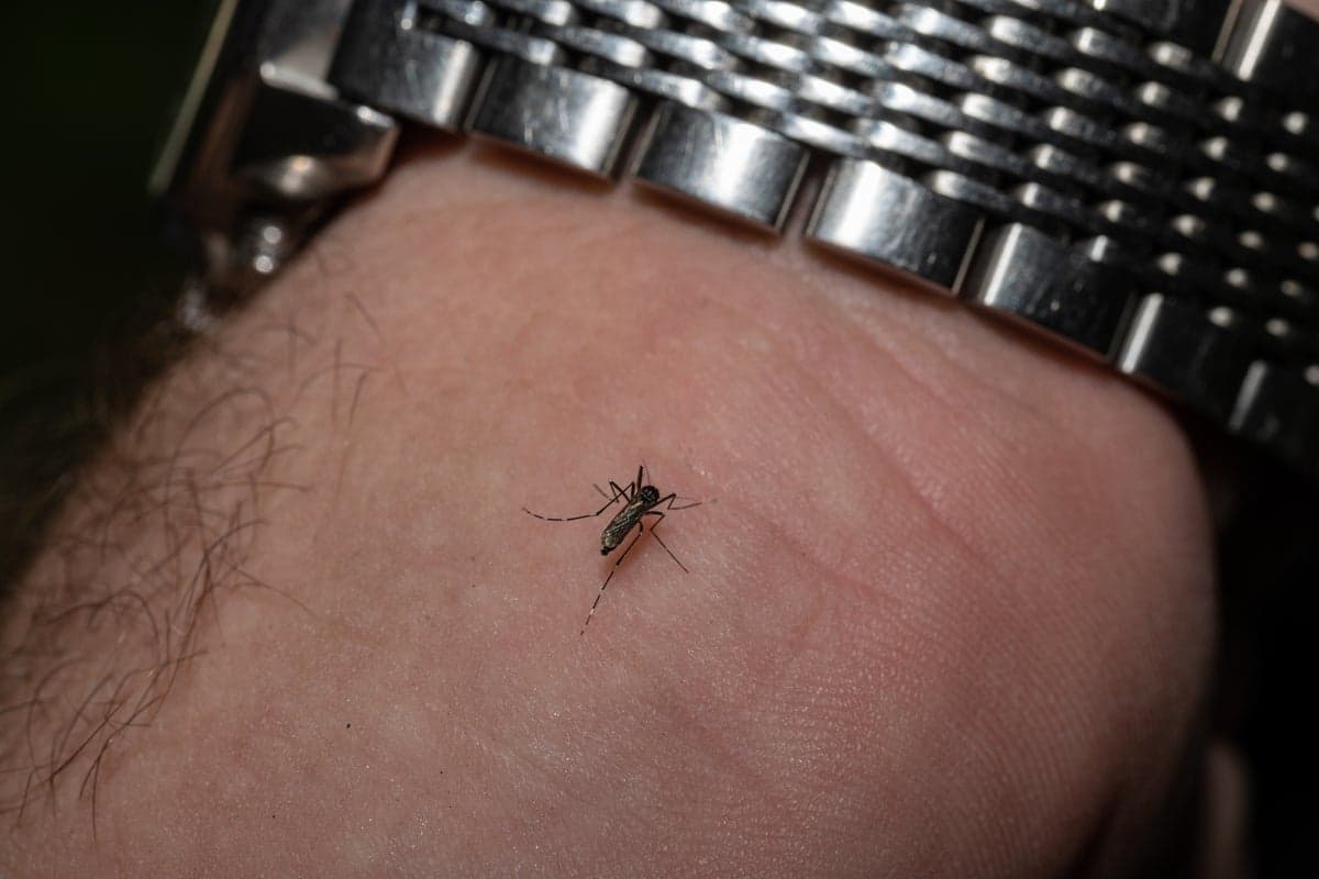 West Nile virus deaths are climbing as US enters peak season for deadly mosquito-borne infections