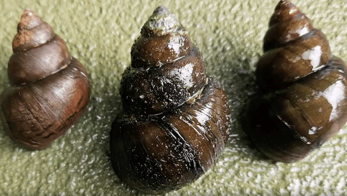 Invasive ‘mystery’ snail sightings prompt warnings in Georgia