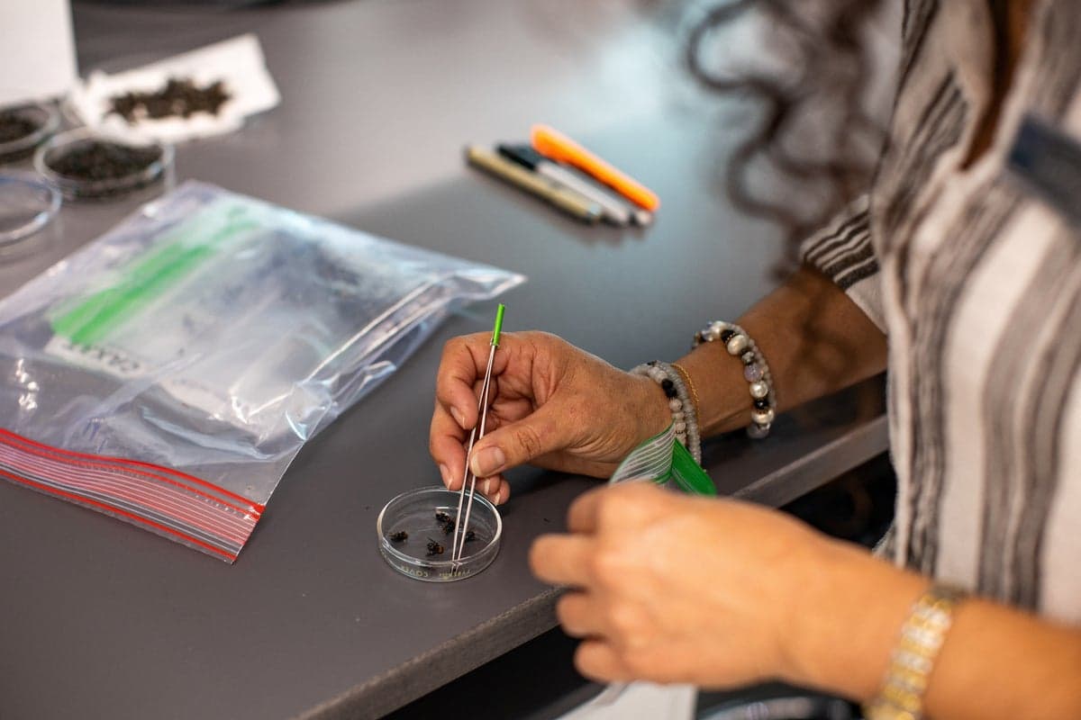 US tests genetically modified flies in race to contain flesh-eating New World screwworm