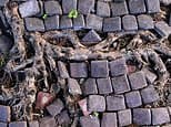 My neighbour's tree roots are lifting up my drive: Can I get my insurer to pursue a claim against him?