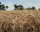 US wheat farmers navigate uncertainty amid drought and geopolitical chaos