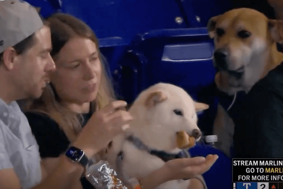 Miami Marlins track down viral ‘very good boy’ who watched as rival pup enjoyed on a hot dog at a game