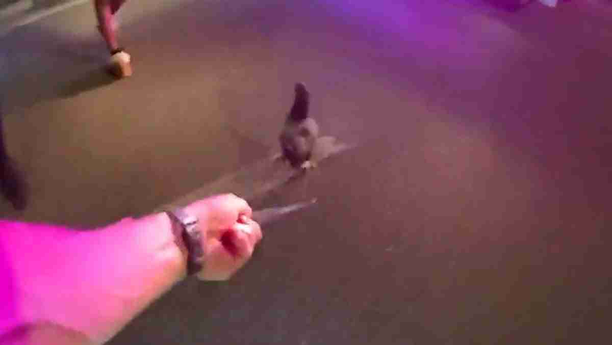 Runaway chicken leads Florida police officers on foot chase after being rescued from car
