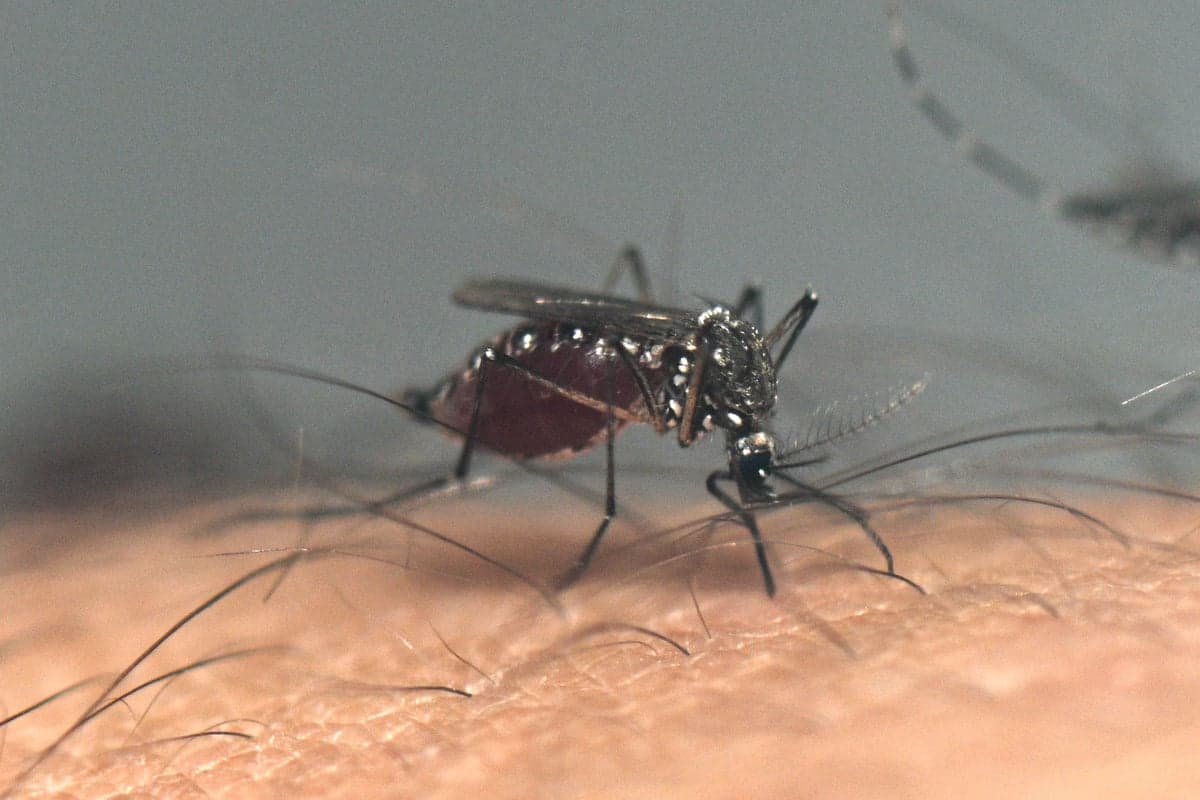 A deadly brain-swelling illness spread by mosquitoes is on the rise in the US
