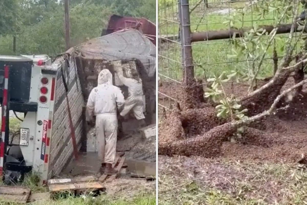 Millions of bees swarm town after truck crashes into ditch