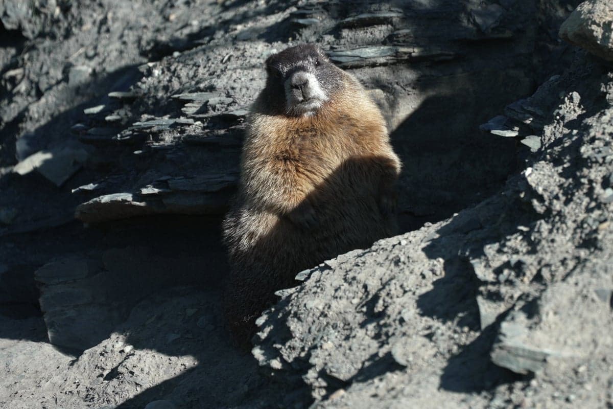 Scientists turn to OnlyFans and ‘Fat Marmot Week’ to fund research after federal cuts
