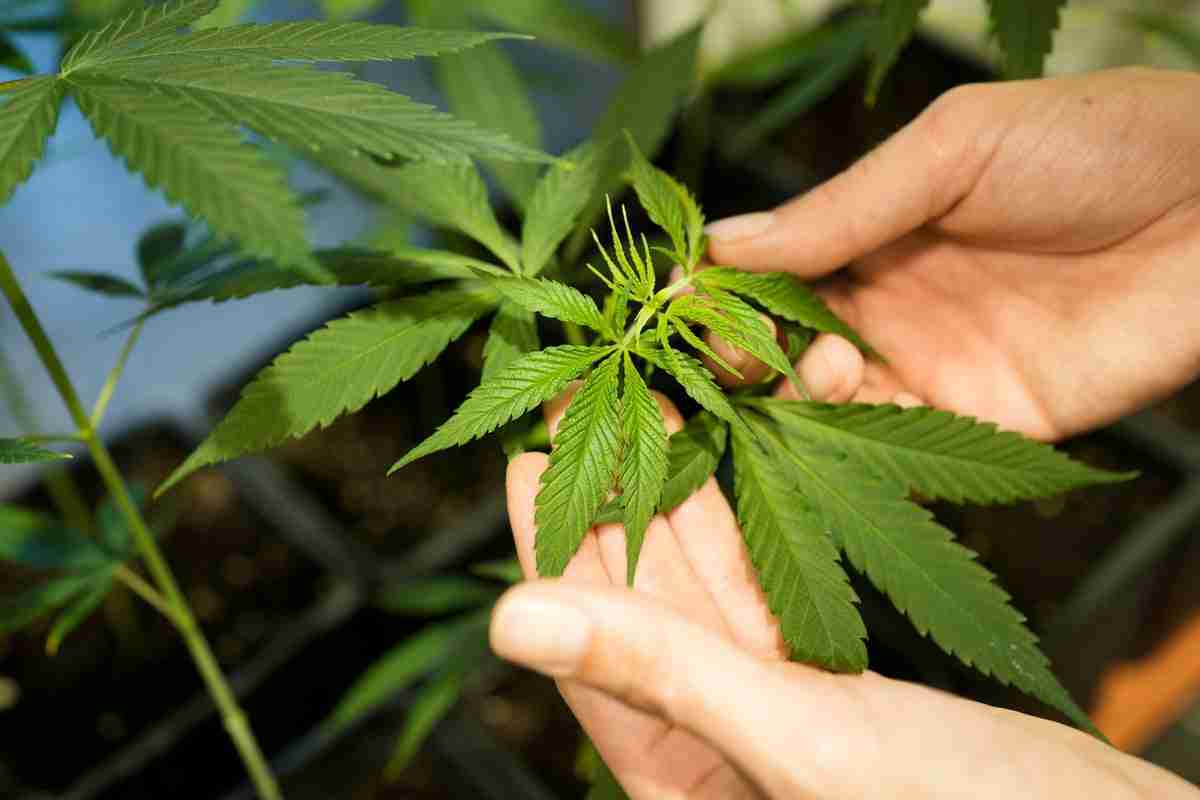 Germany passes law to legalise cannabis – the ninth country to do so