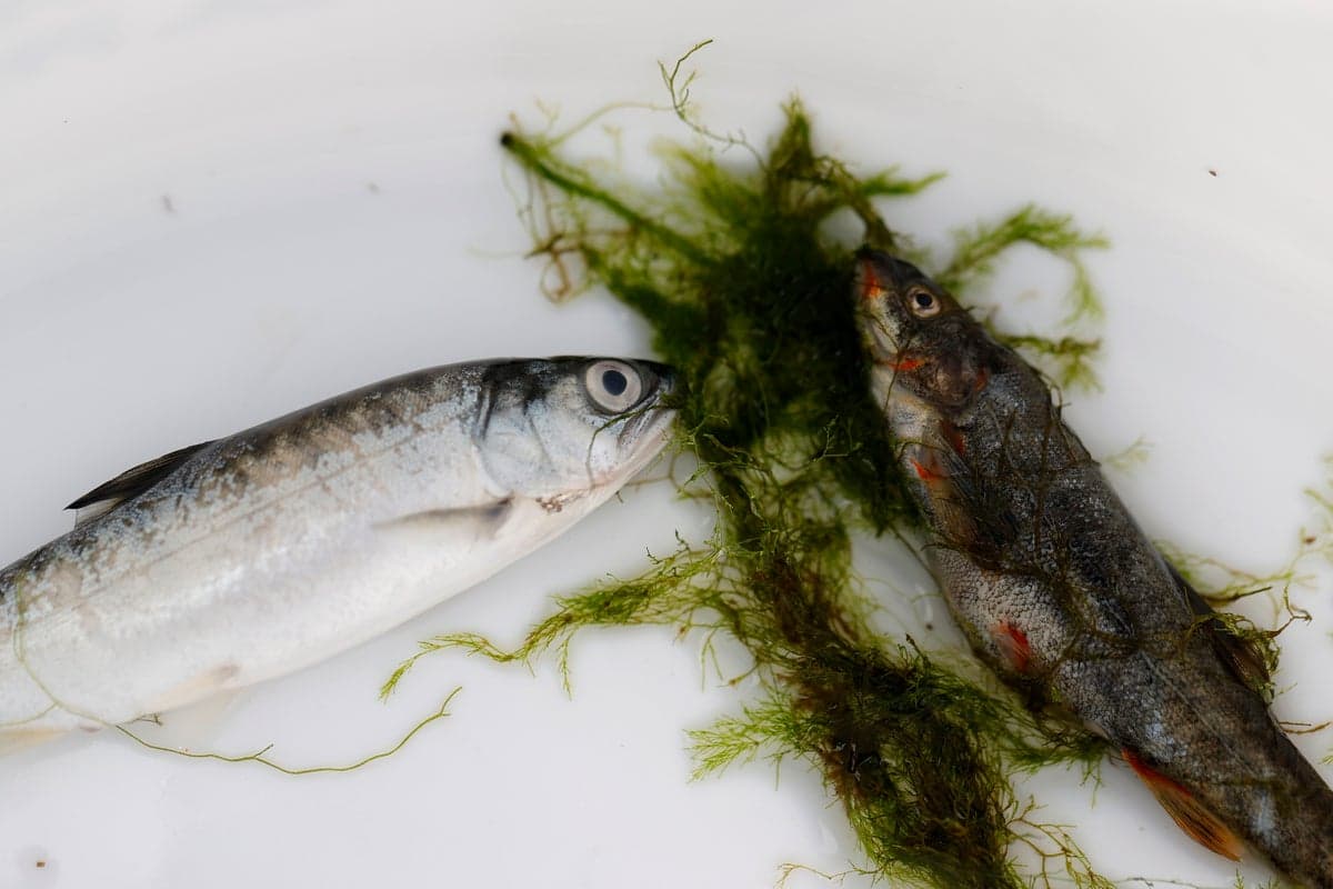 A deadly parasite is taking over and killing fish in one river in California and Oregon