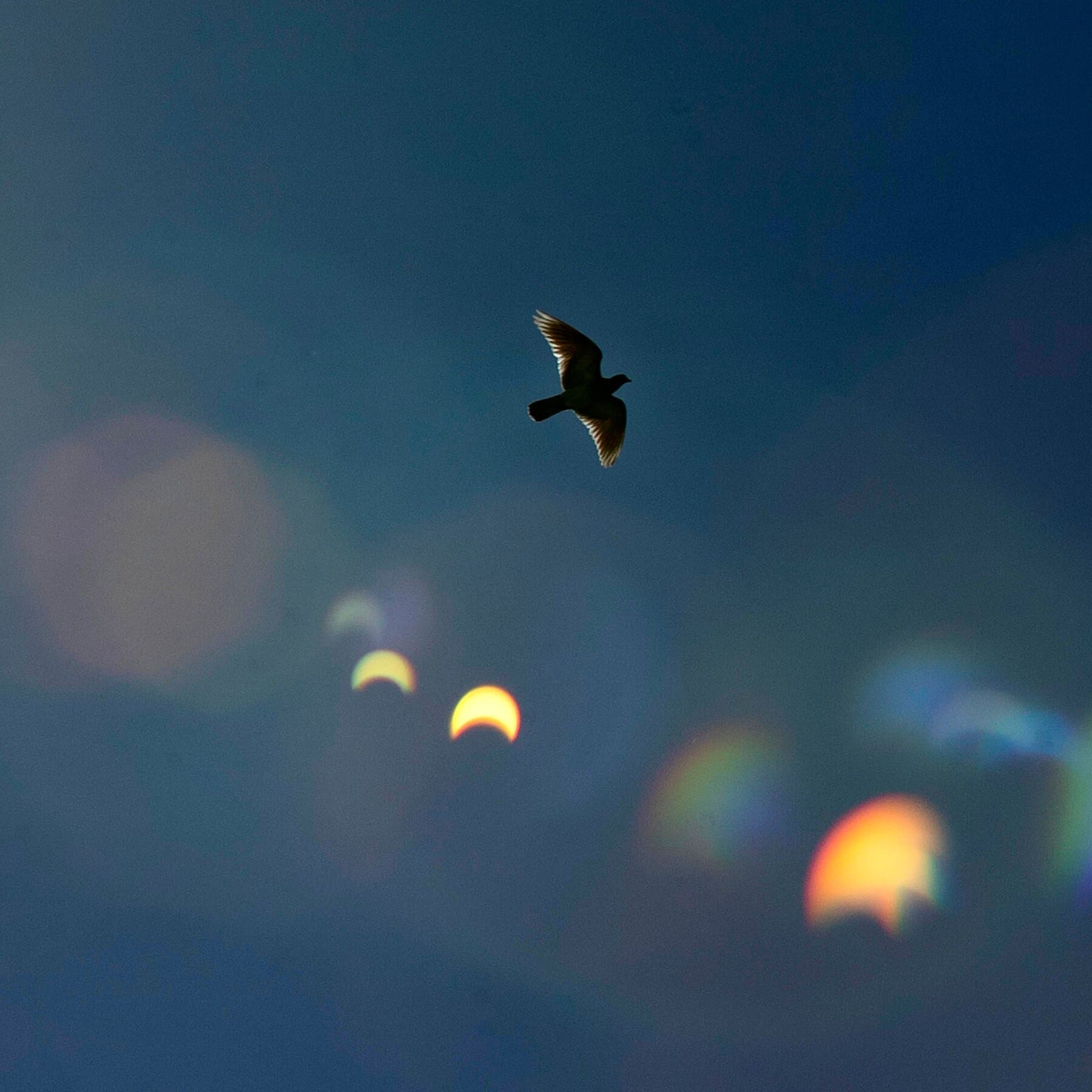 What happens to animals during an eclipse?