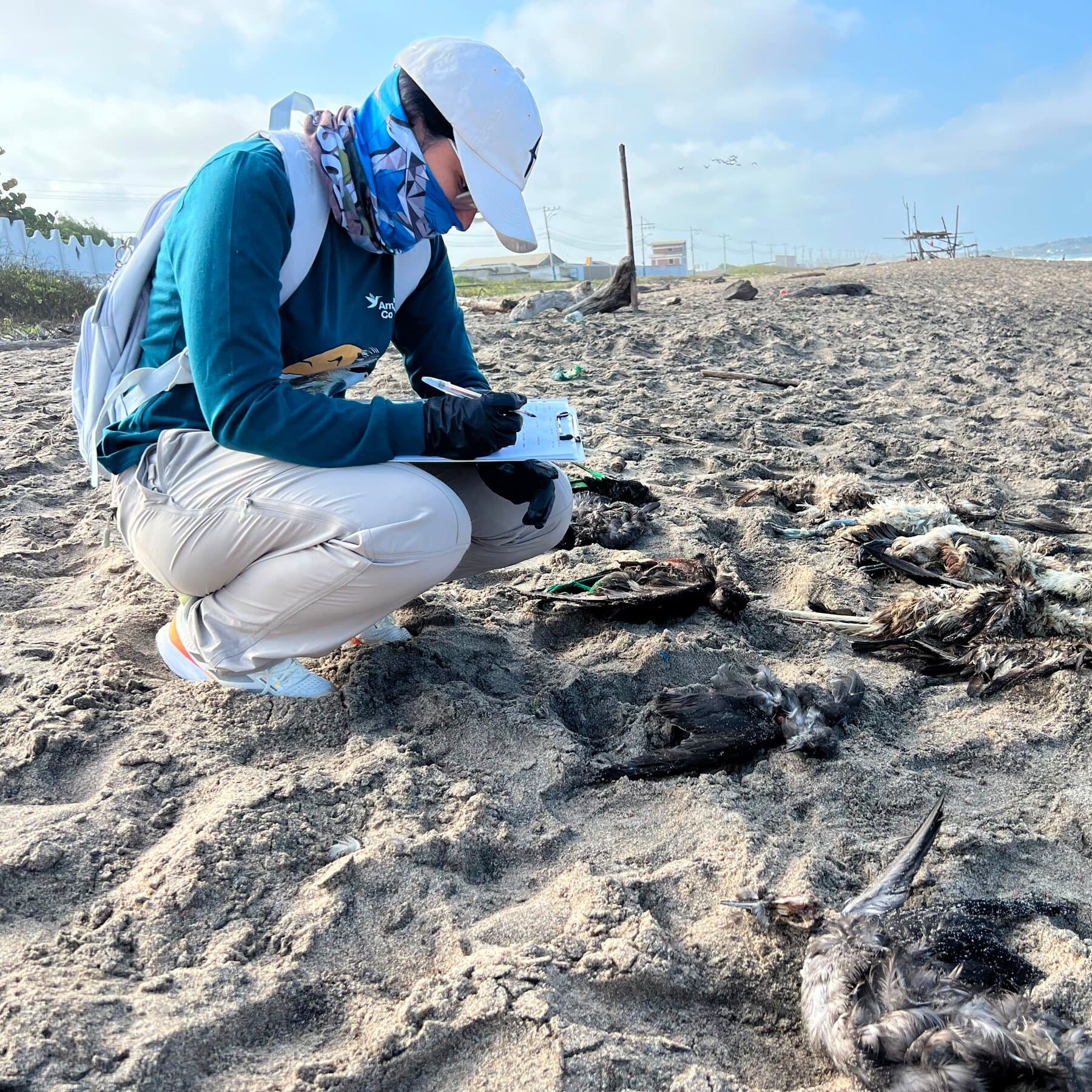 Birds Are Dying. Clues Point to El Niño.