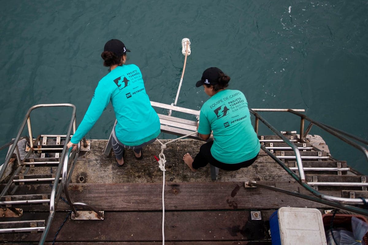 Brazil is the largest consumer of shark meat. Now the county wants to help save them