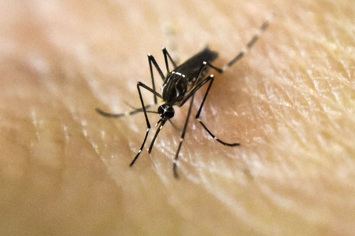 Mosquitoes are spreading dangerous dengue in US states. Here’s where to watch out 