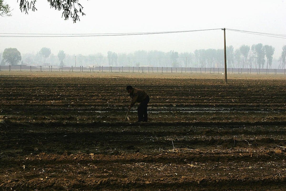 Farmer accidentally kills 25 acres of crops after trusting AI advice