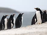 Rockhopper Exploration insists oilfield off Falkland Islands is on track despite threats from Argentina