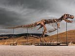 How to invest in dinosaur fossils - you can make meteoric returns as demand pushes up prices
