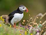 Stick a puffin in your pocket: Bank of England reveals animals to replace Churchill and other historical figures on banknotes... but why has the kingfisher missed out?