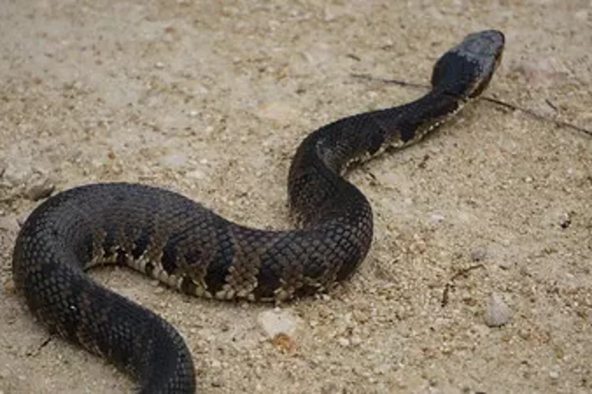 High School football player finds two-foot venomous snake burrowed in helmet during practice