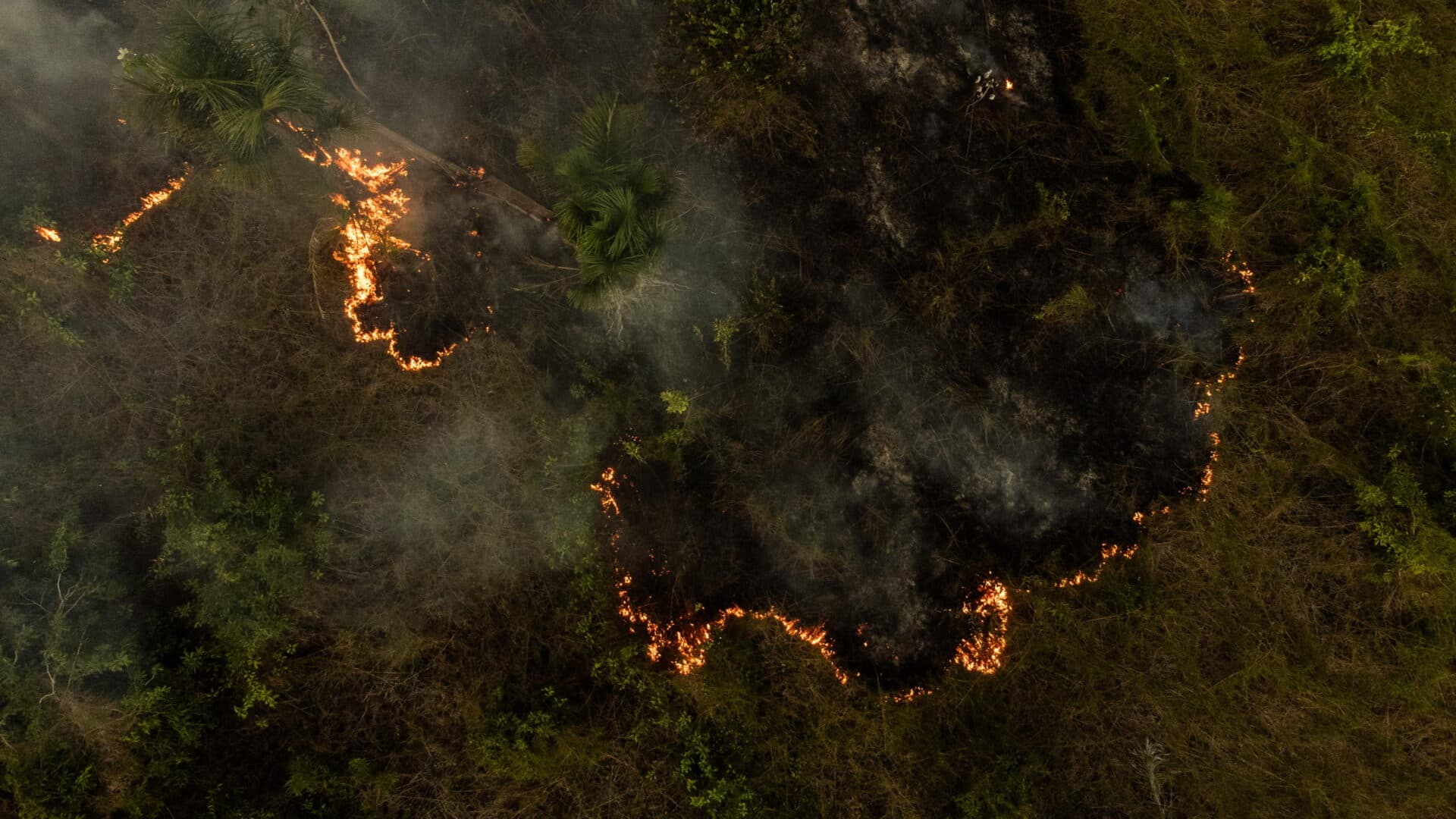 Amazon Crisis: Between Record Fires and Domestic Legislative Pressure, Brazil Poised to Meet COP30