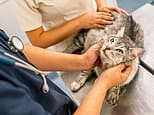 JEFF PRESTRIDGE: Here's my urgent advice for any pet owner who's worried about soaring vet fees