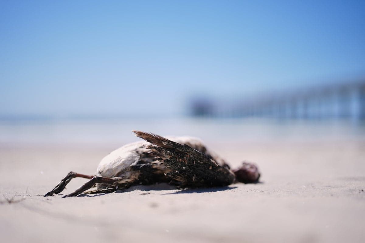 Scientists fear El Niño will supercharge California’s seabird crisis