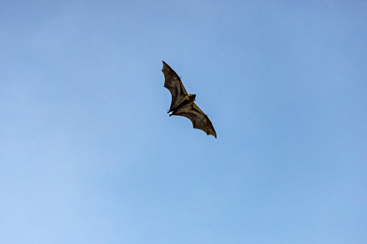 Boy, 11, had no visible wounds but died from rabies transmitted by bat