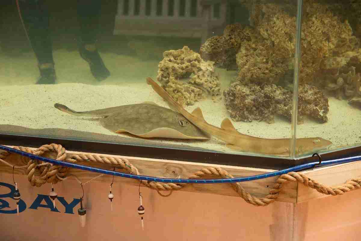 Pregnant ‘virgin’ stingray set to give birth in North Carolina