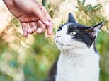 I took in a lost cat which didn't have a collar and wasn't microchipped. Now, a month later his 'owner' wants him back... but I don't want to return him. DEAN DUNHAM reveals uncomfortable truth about a very common situation