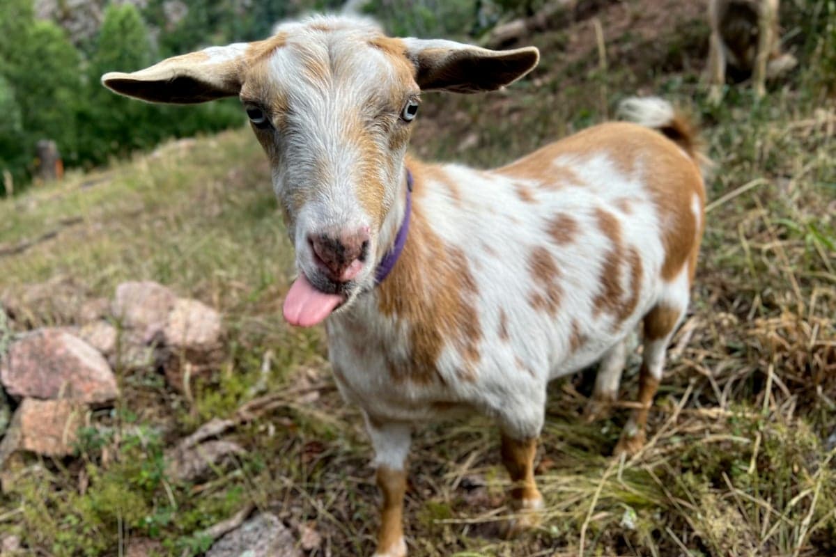Meet Goldie, the adorable goat who brightened firefighters’ toughest day