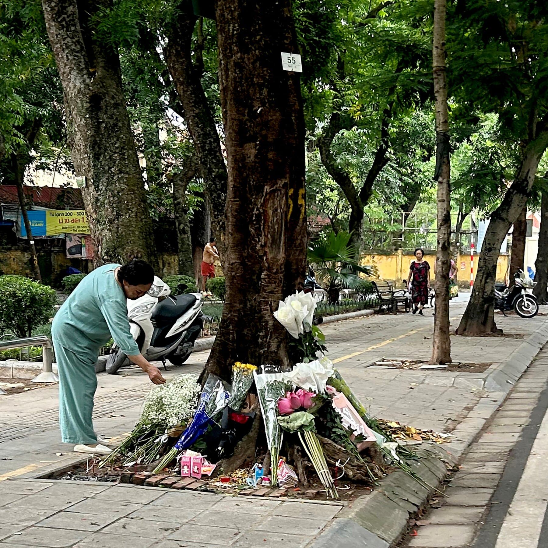 After Youth Outcry, Vietnam Says Former Official Caused Fatal Crash at Tree 55