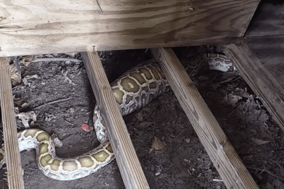 8-foot python found living under family’s shed — and X-rays discovered what it ate