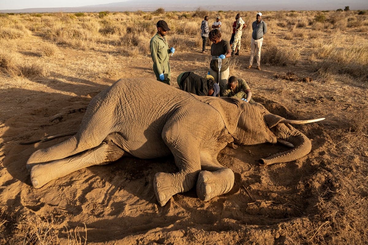 Kenya arrests four people during probe into 18 elephant deaths 