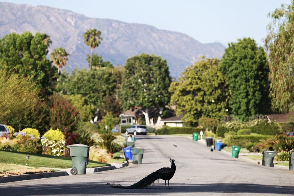 California mailman accused of beating beloved peacock with a rock after it followed him