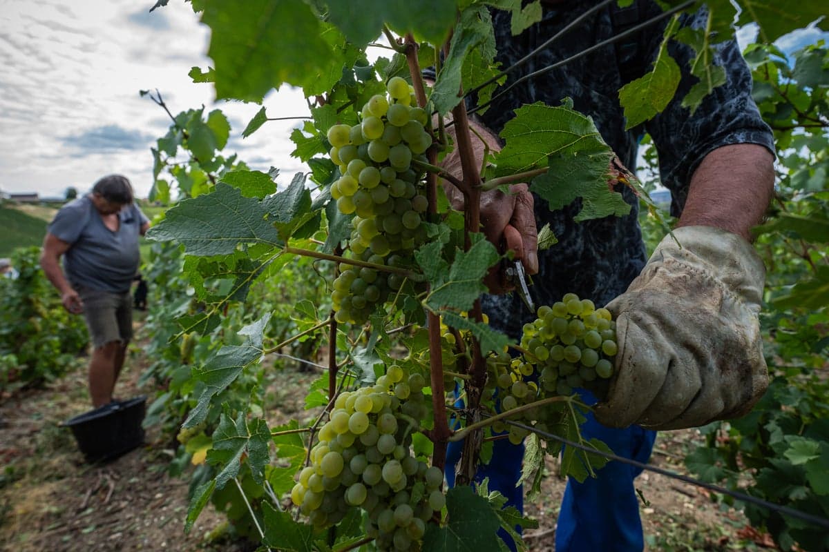 Champagne growers race against time as heatwaves force earliest harvest ever