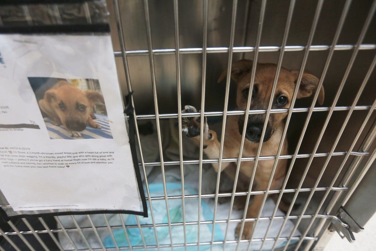 Texas dogs and cats at risk of euthanasia as flesh-eating parasite halts adoptions