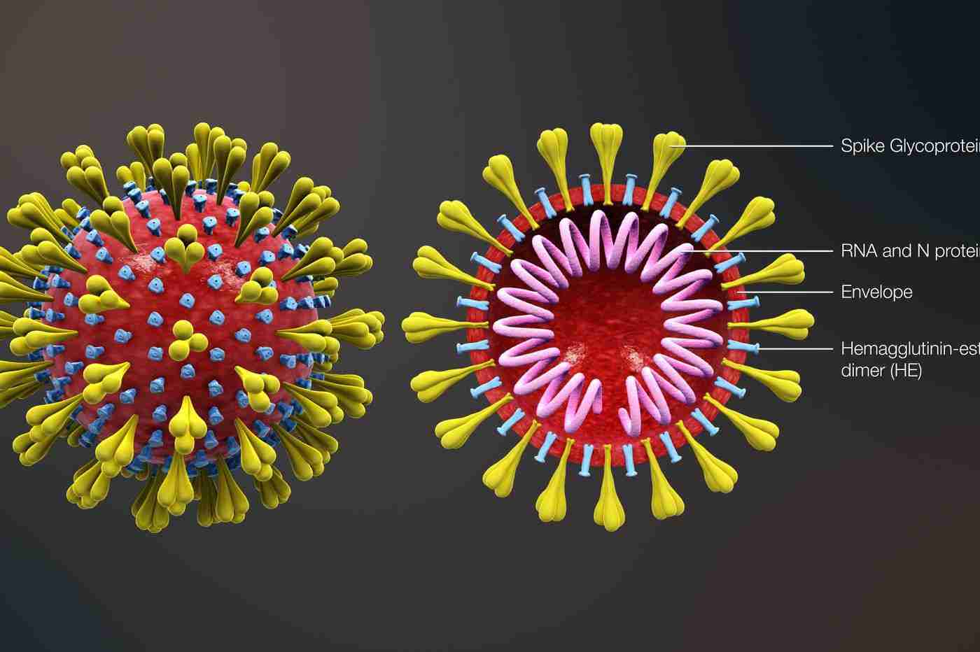 Coronavirus: salvation linked to the last African