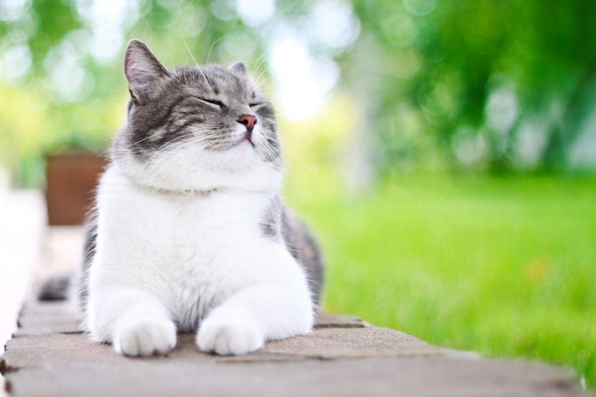 The cat-killer fungus spreading across South America: ‘It is just a matter of time’