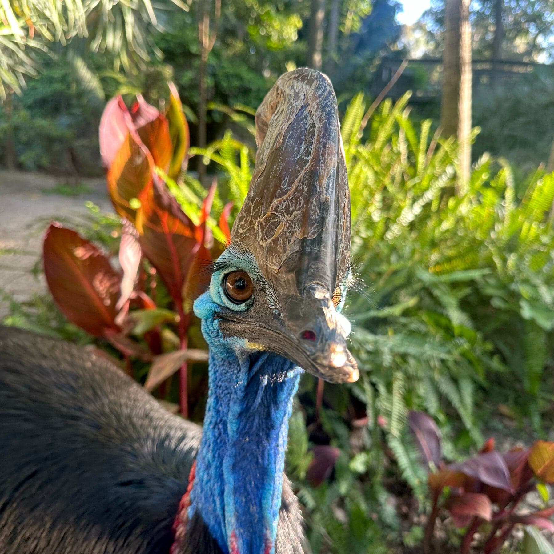 Australian Zoo Plays Matchmaker for Giant Birds, and Big Green Eggs Are Proof