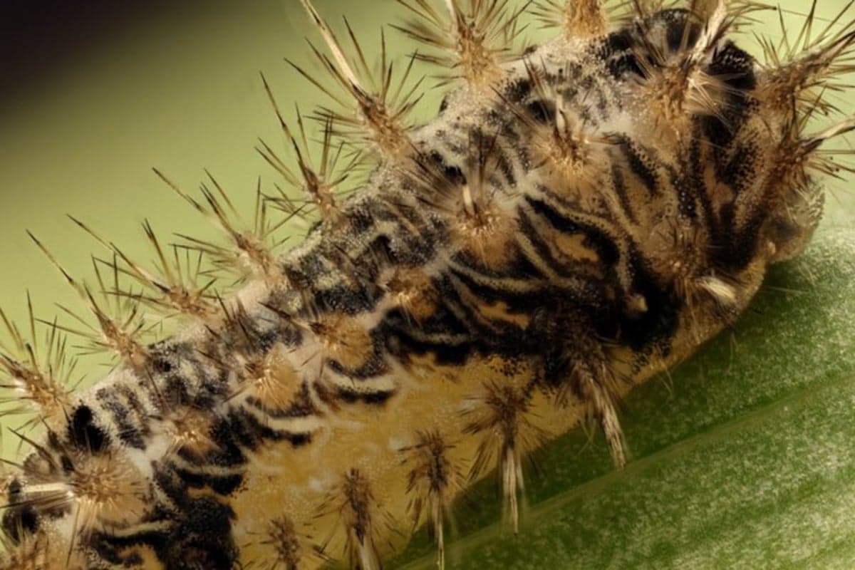 Invasive stinging caterpillars reemerge in Hawaii as authorities release thousands of wasps to counteract them
